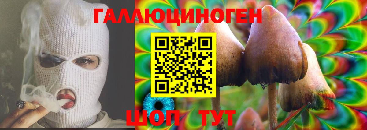 Новошахтинск  продажа наркотиков  Псилоцибиновые грибы MAGIC MUSHROOMS  Вход с VPN  Галлюциногенные грибы GOLDEN TEACHER 