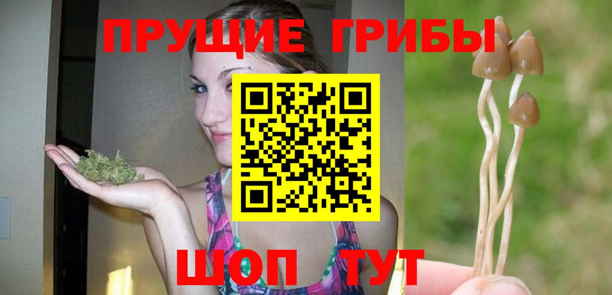 Галлюциногенные грибы Psilocybine cubensis Новошахтинск